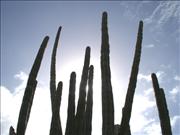 Bonaire_1