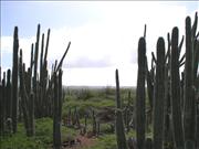 Bonaire_8