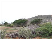 Bonaire2_6