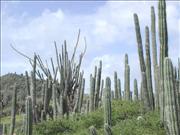 Bonaire2_9