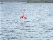 Bonaire_4