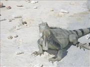 Bonaire_9