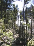 Yosemite4_11