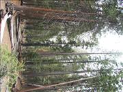 Yosemite_10