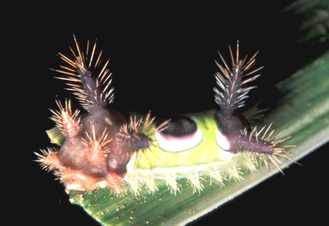 Saddleback Moth Caterpillar 