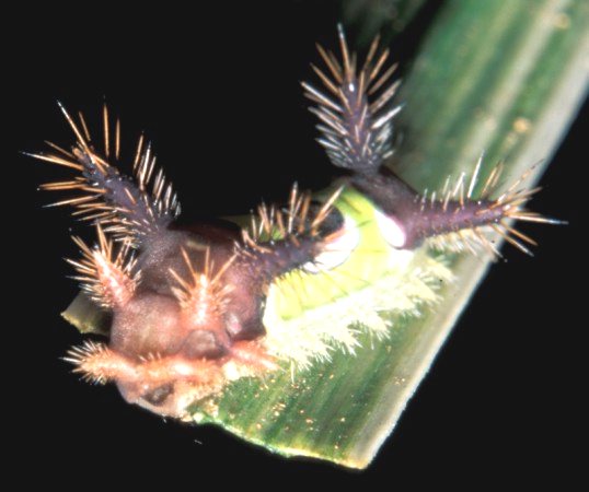 Saddleback Moth Caterpillar