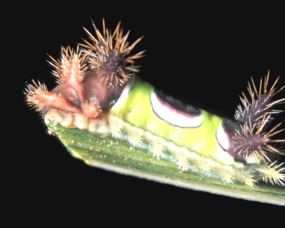  Saddleback Moth Caterpillar