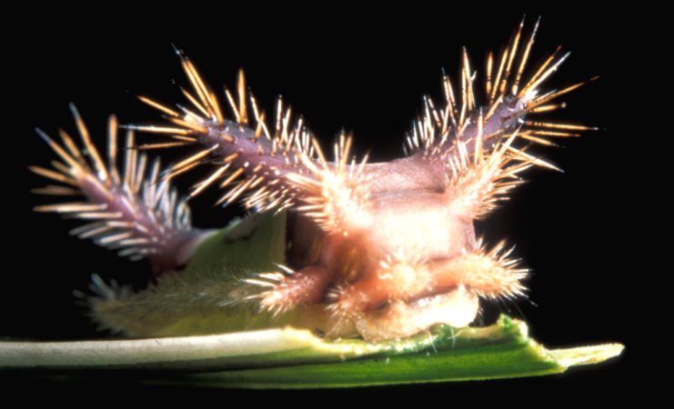  Saddleback Moth Caterpillar