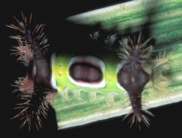 Saddleback Moth Caterpillar 