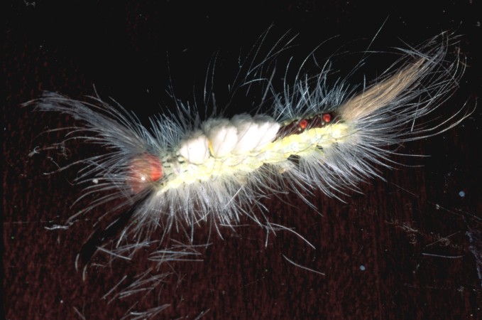  White-Marked Tussock Caterpillar