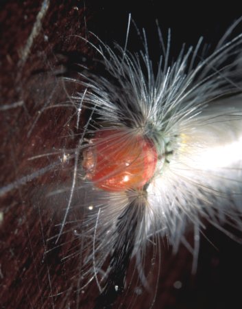  White-Marked Tussock Caterpillar
