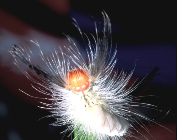  White-Marked Tussock Caterpillar