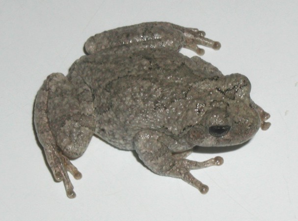 Tree Frog, Spartanburg, SC 2002