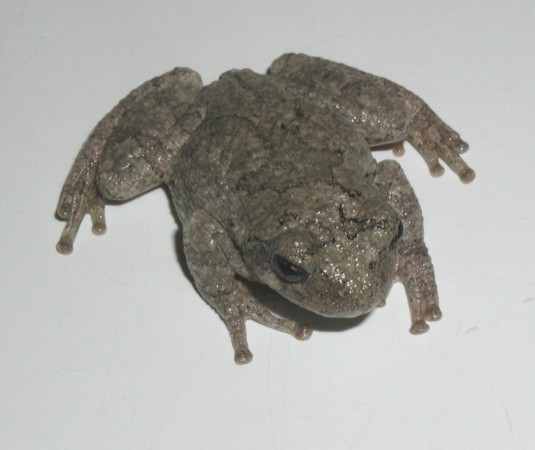 Tree Frog, Spartanburg, SC 2002