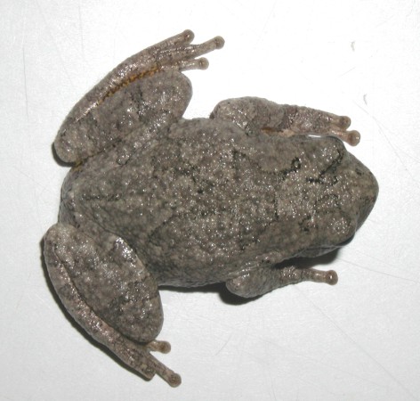 Tree Frog, Spartanburg, SC 2002