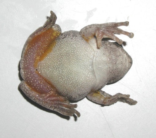 Tree Frog, Spartanburg, SC 2002