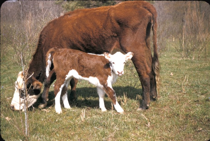 Barrow family photograph