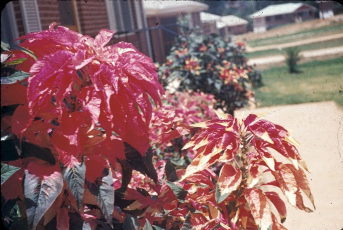 Barrow family photograph