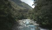 NZ_8