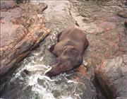 Thai2_8