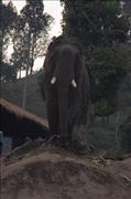 Thai3_4