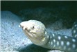 click here to see what we saw on our night dive!